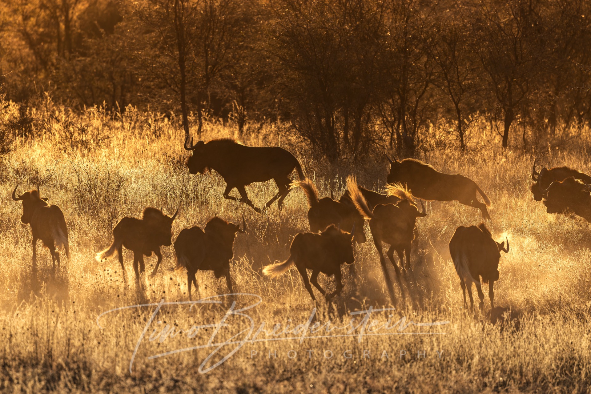 20250626 822A0177 Kopie